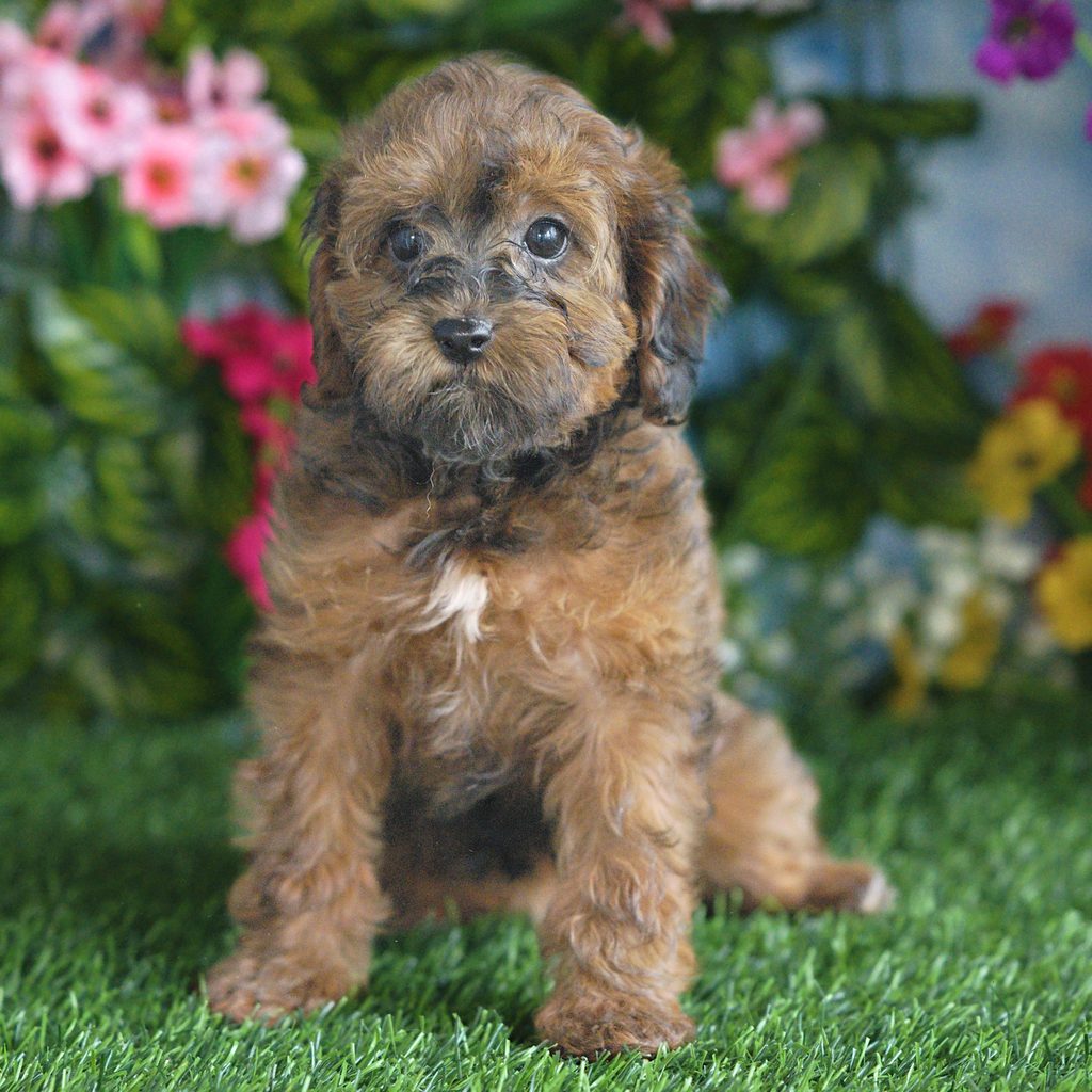 Anna puppy images