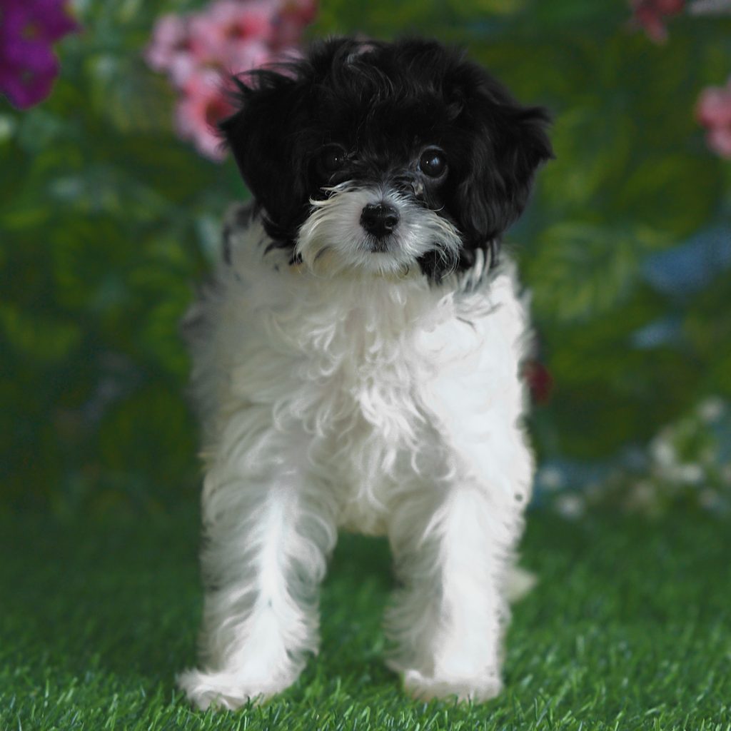 Gumdrop puppy images