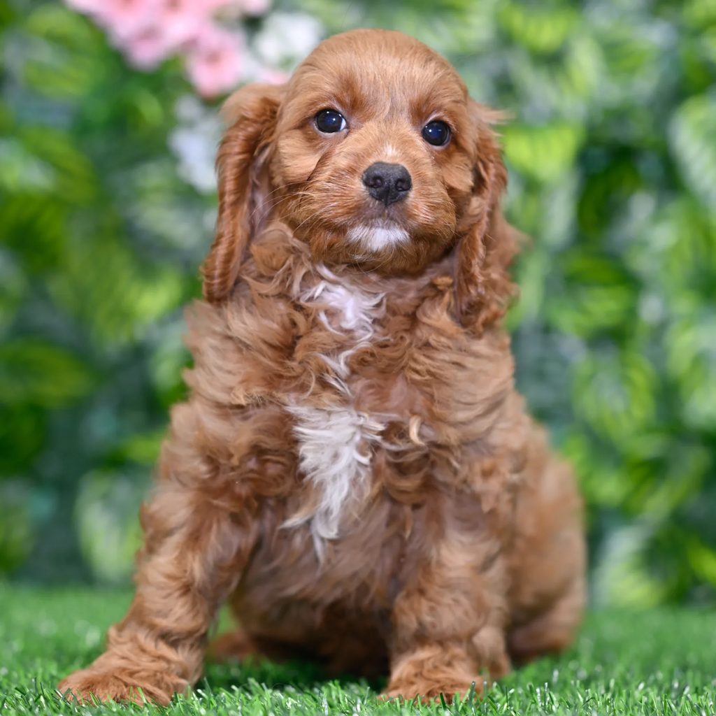 Bubba puppy images