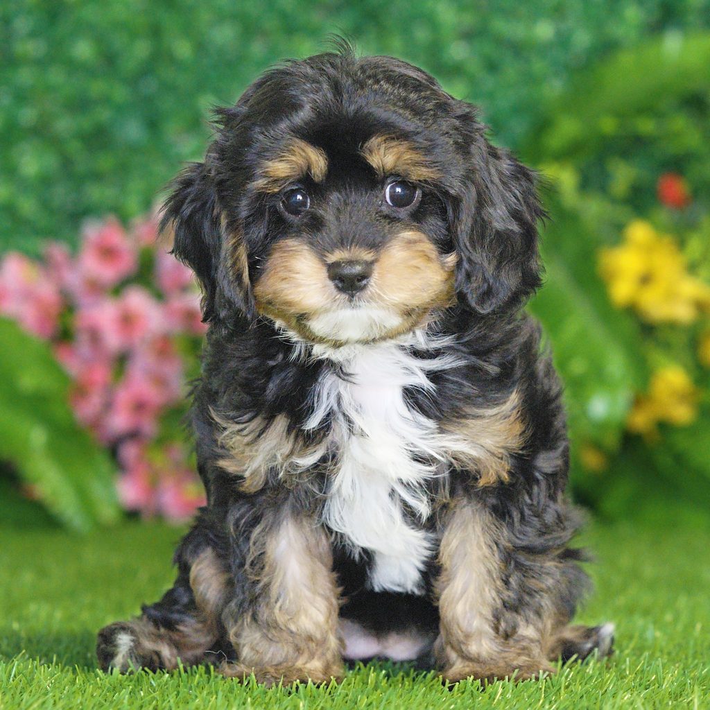 Shadow puppy images