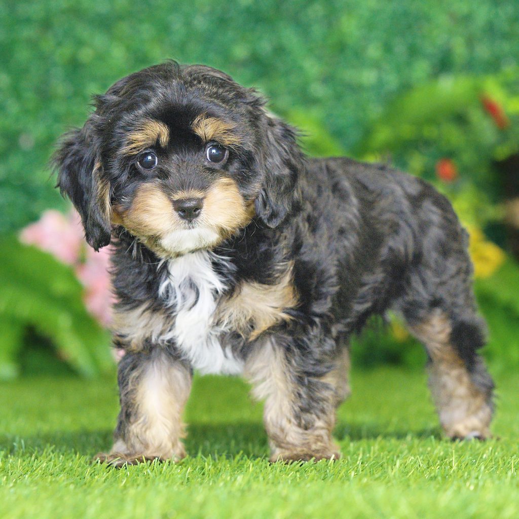 Shadow puppy images