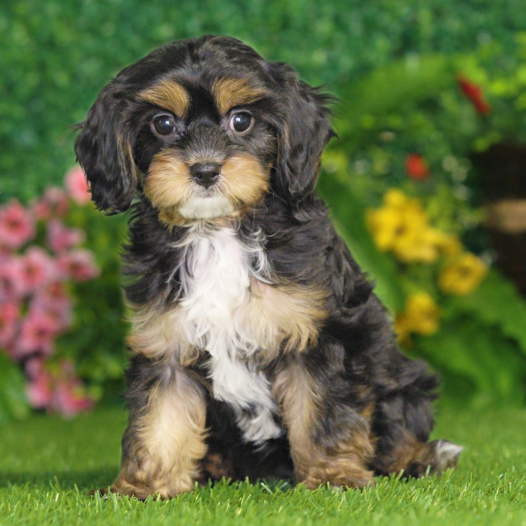 Piper puppy images
