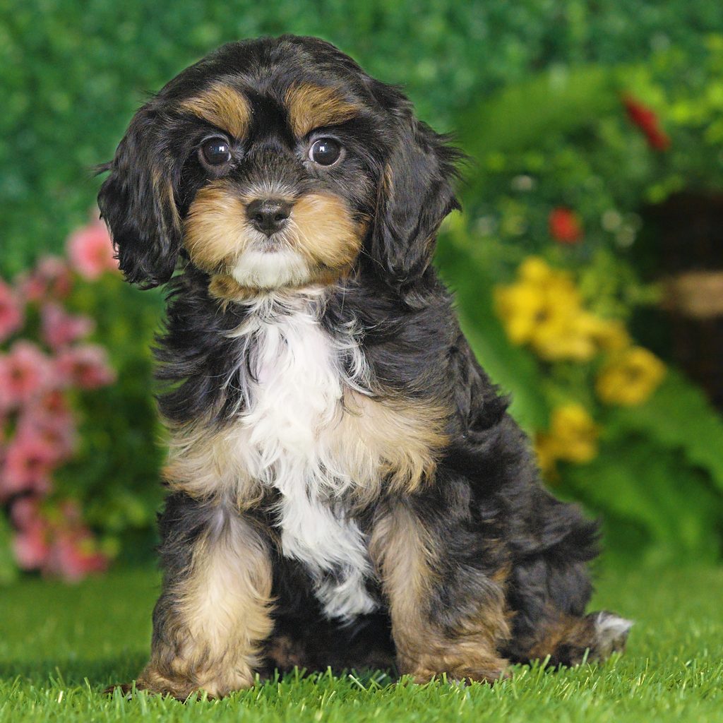 Piper puppy images