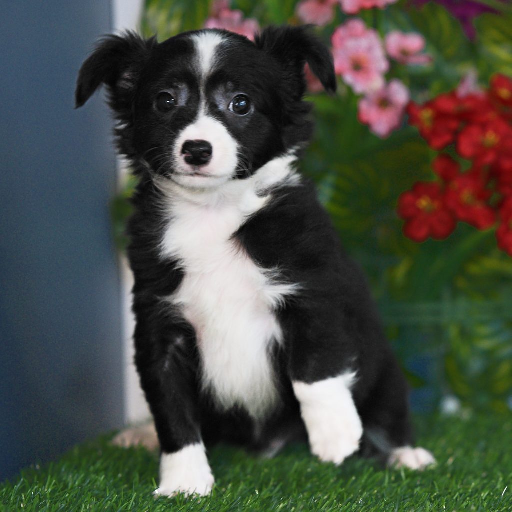 Ringo puppy images