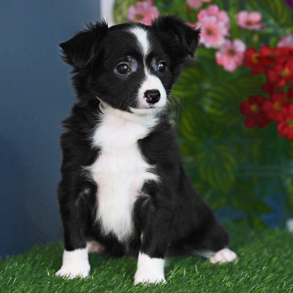 Ringo puppy images