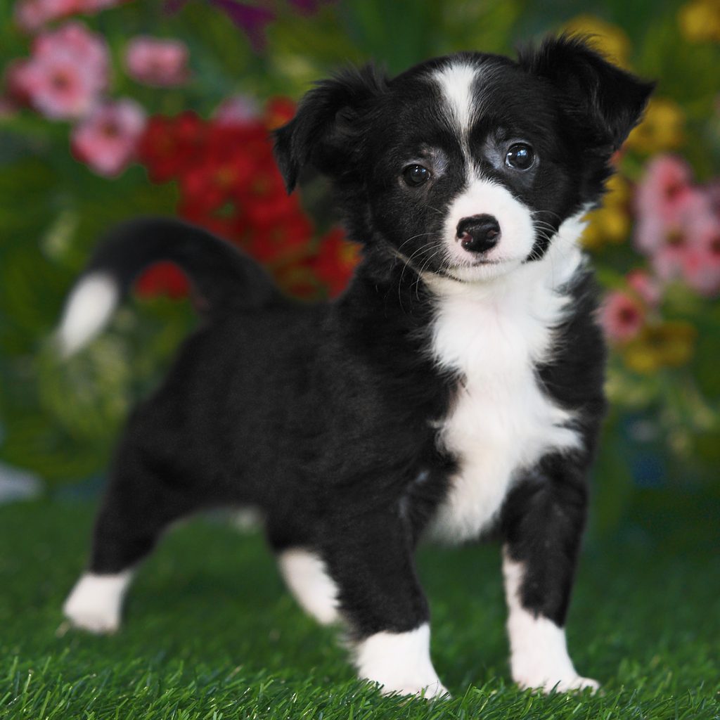 Ringo puppy images
