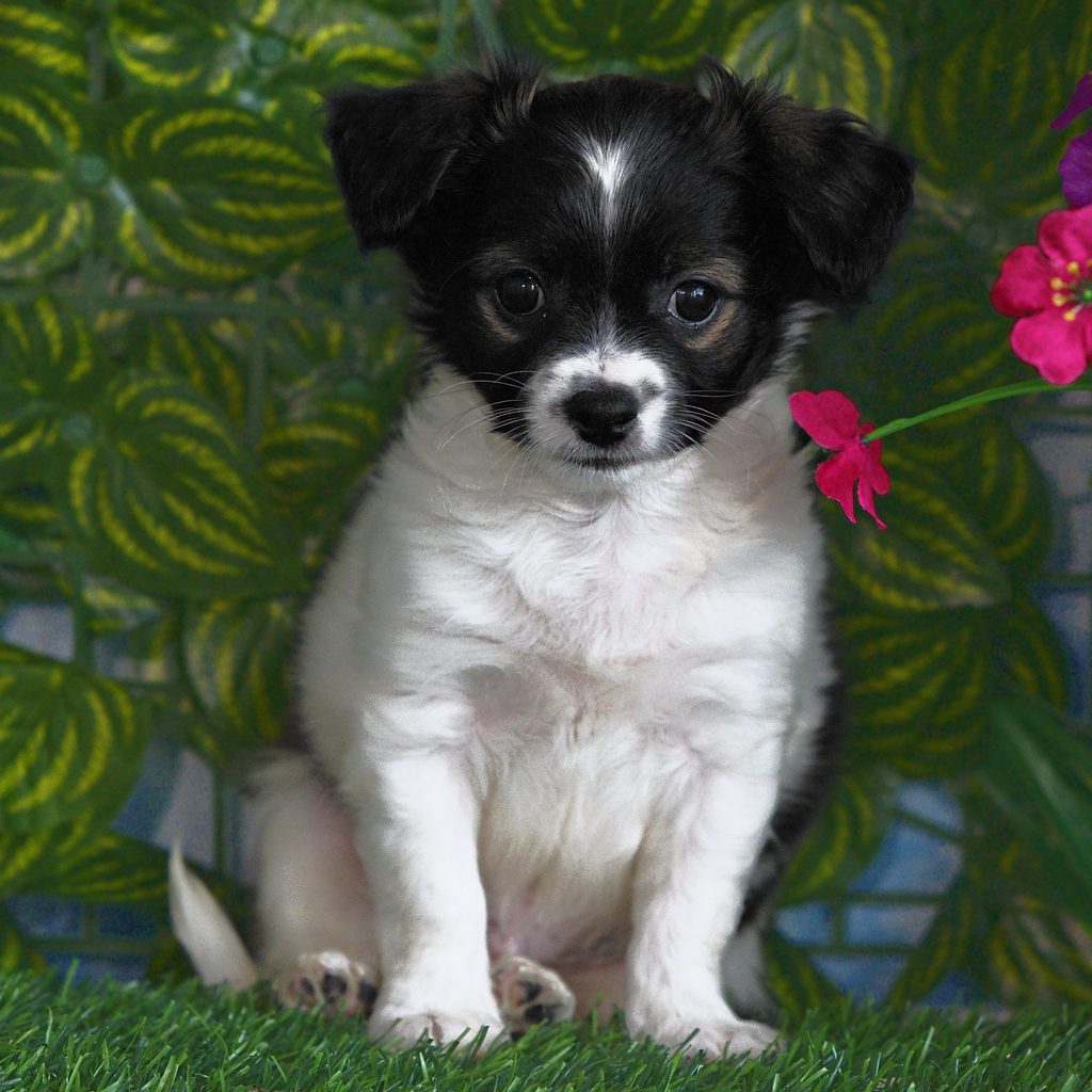 Benny puppy images