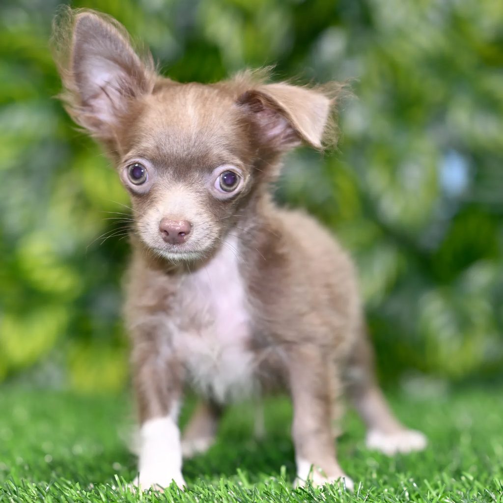 Gilbert puppy images