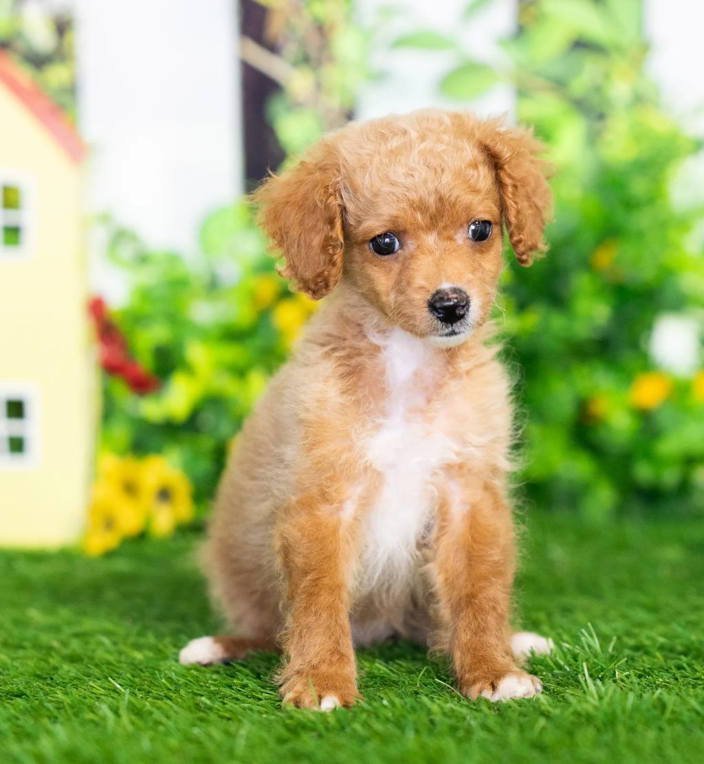 Yuliana puppy images