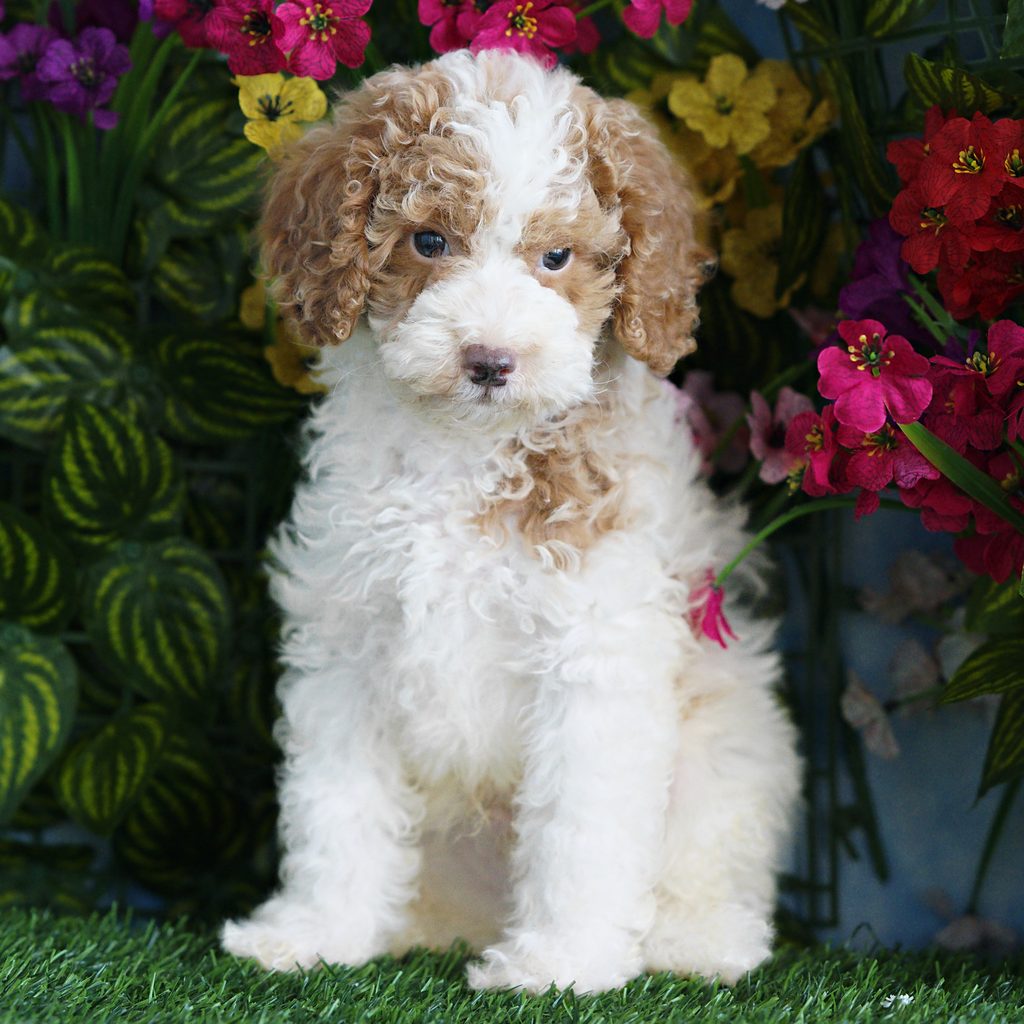 Gordy puppy images