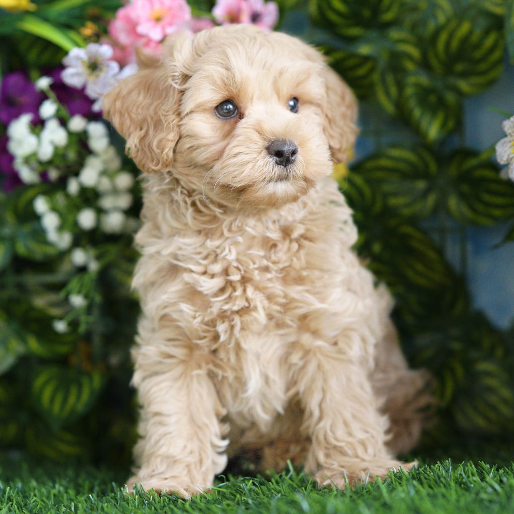 Carter puppy images