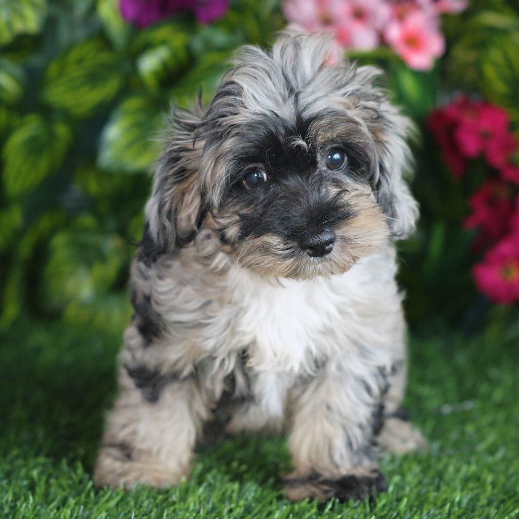 Marshmallow puppy images