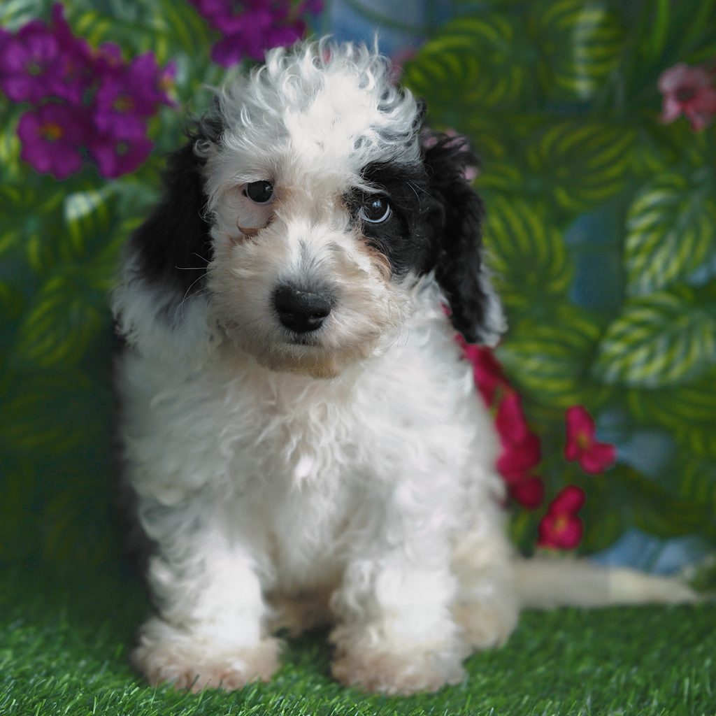 Duke puppy images