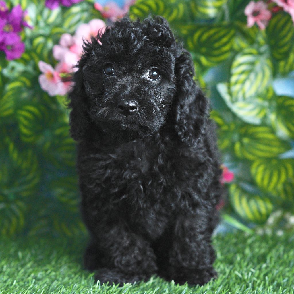 Petunia puppy images