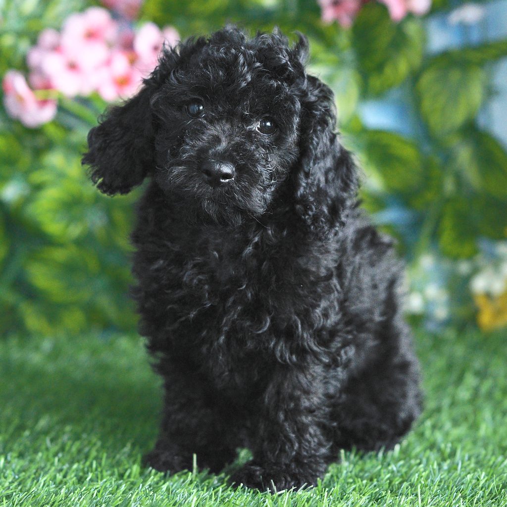 Petunia puppy images