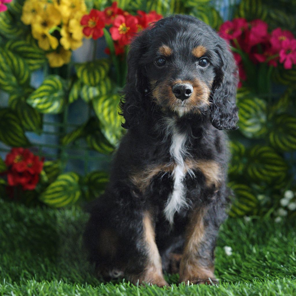 Edgar puppy images