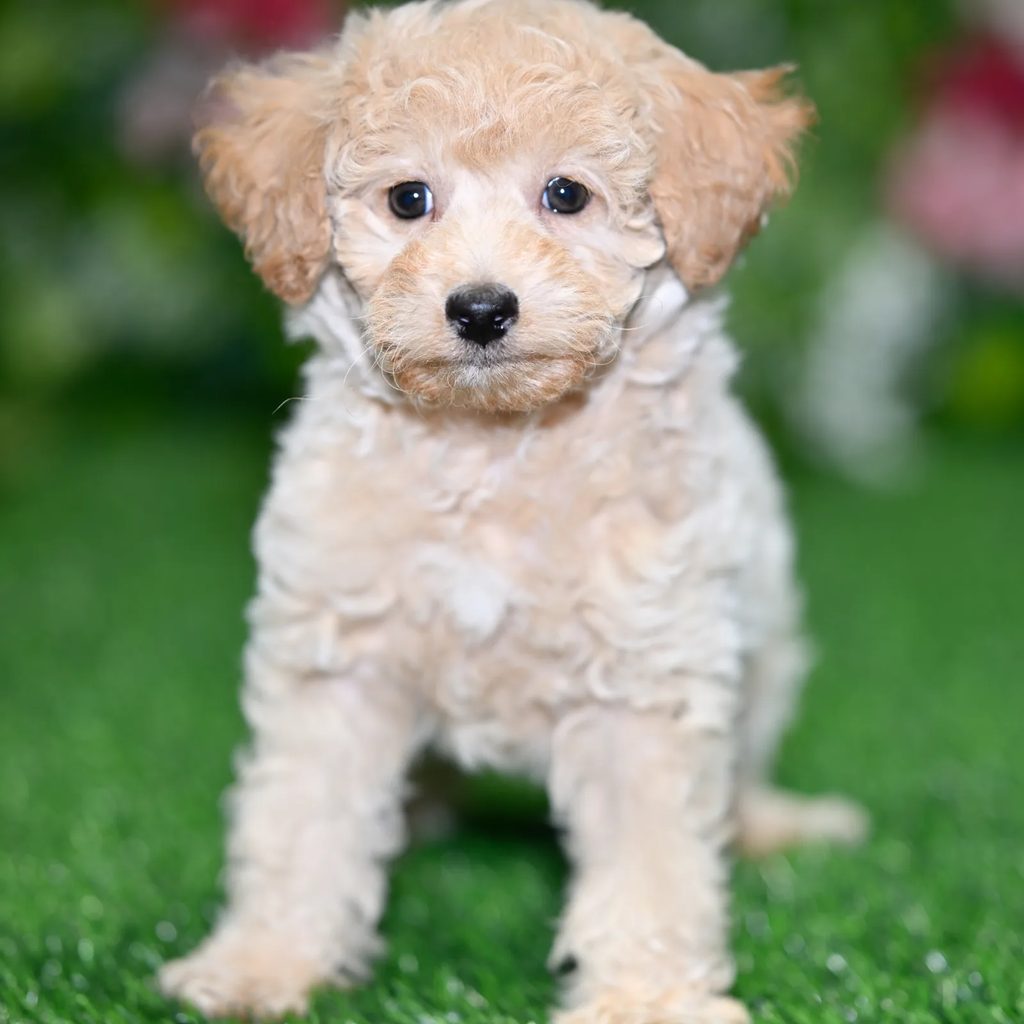 Tilly puppy images
