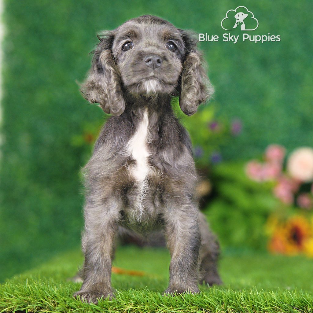 Noodle puppy images