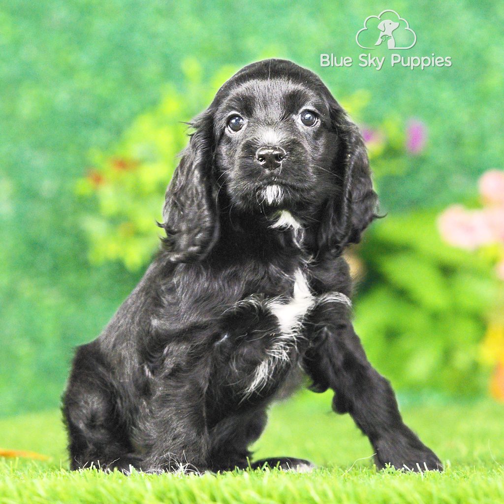 Destiny puppy images