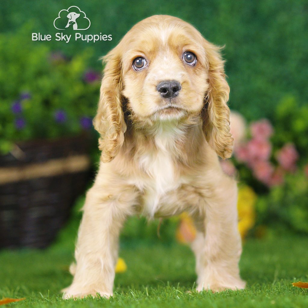 Asher puppy images