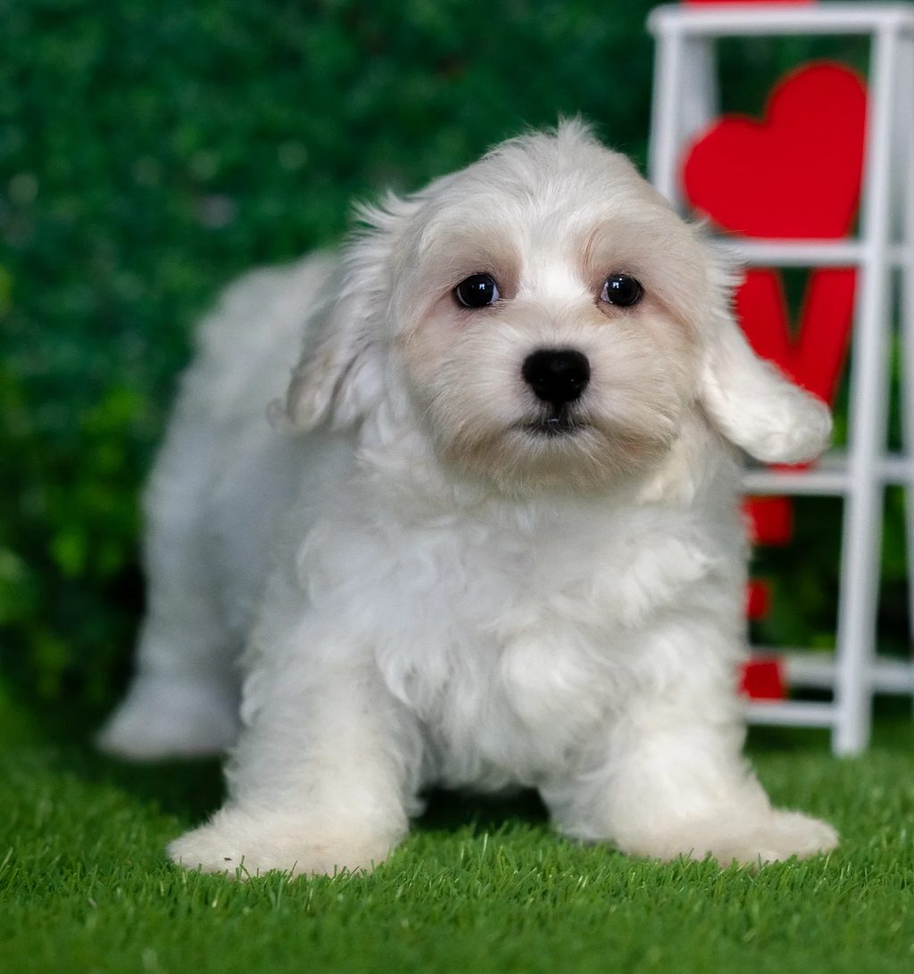 Honey puppy images