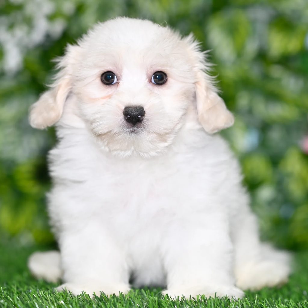 Jack puppy images