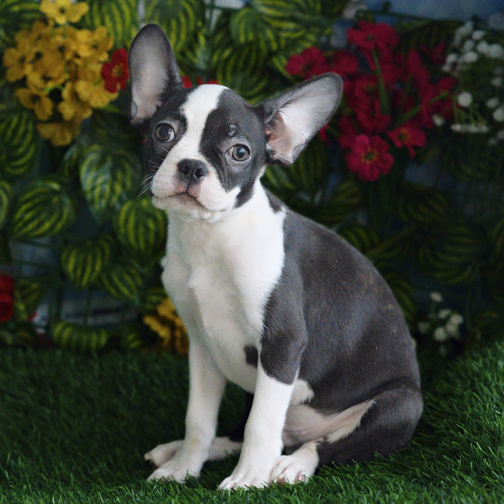 Rusty puppy images