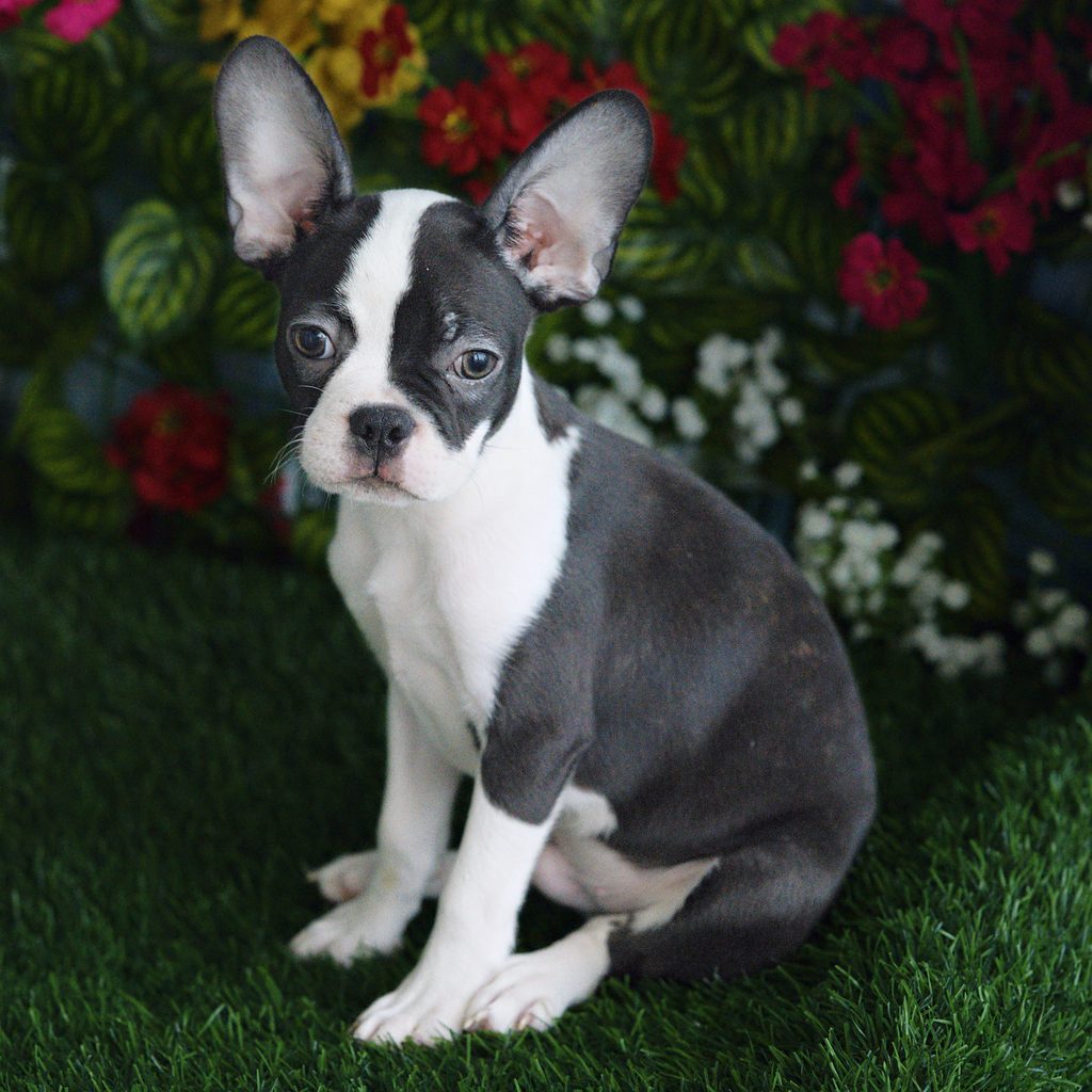 Rusty puppy images