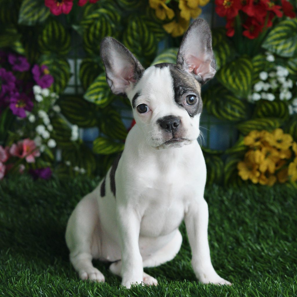 Elowen puppy images