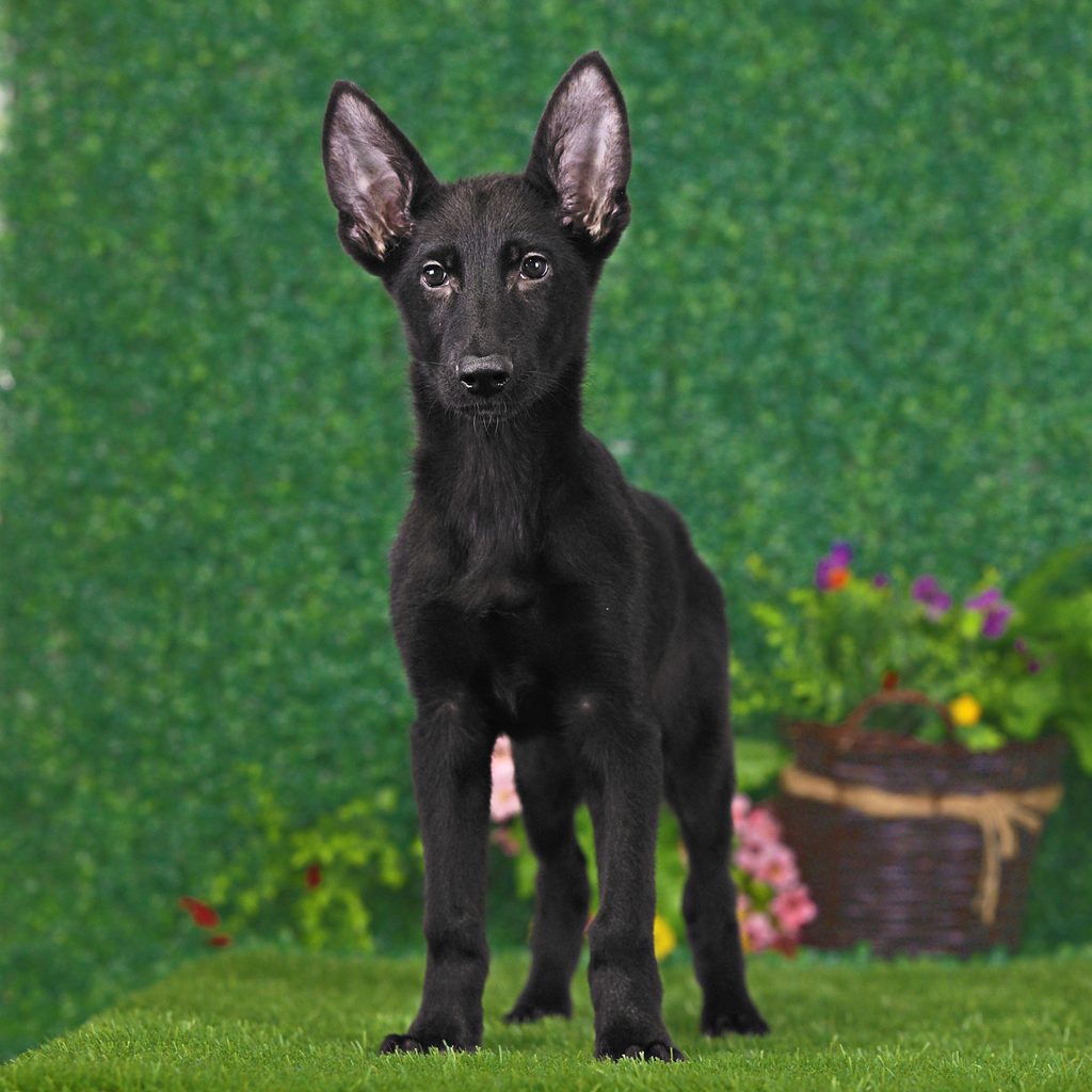 Fritz puppy images