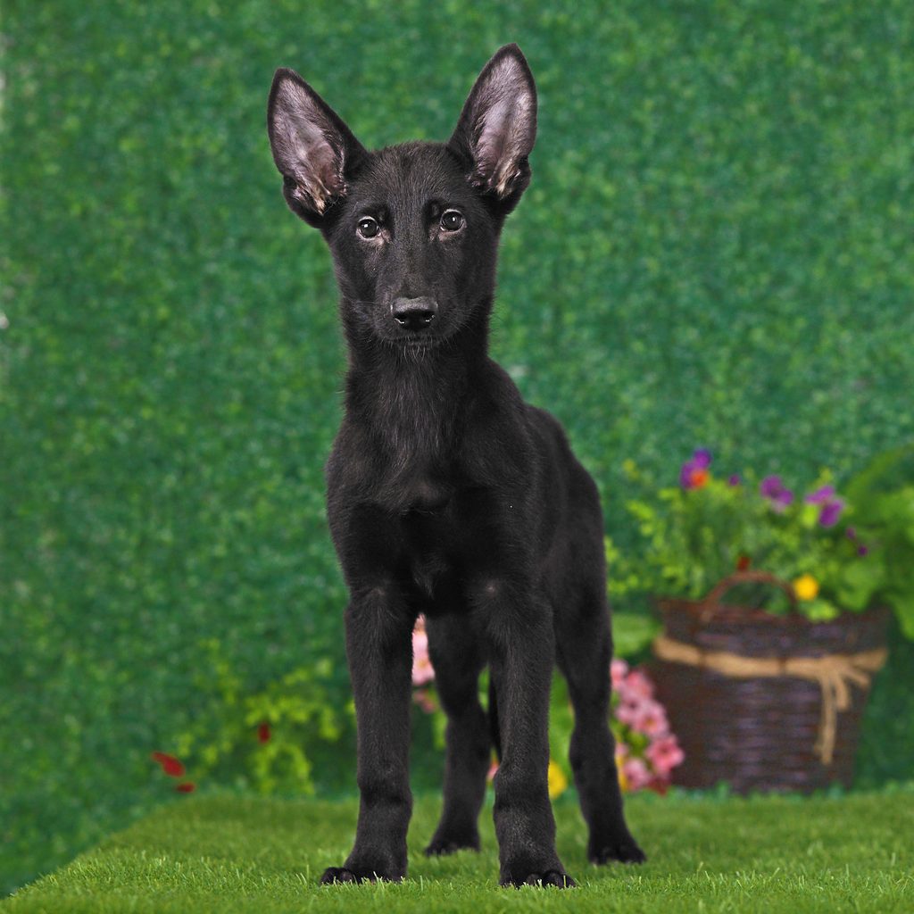 Fritz puppy images