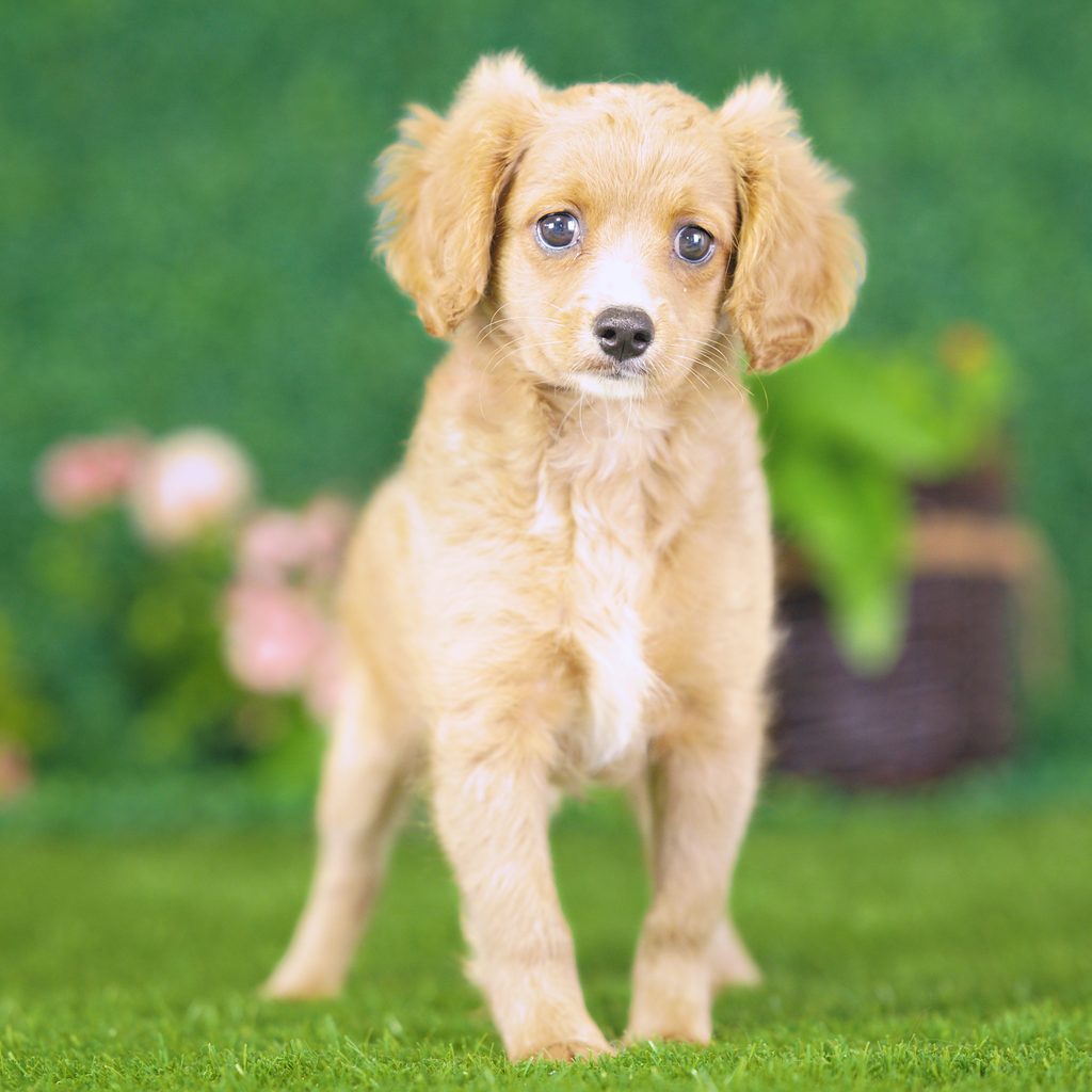 Yasmin puppy images