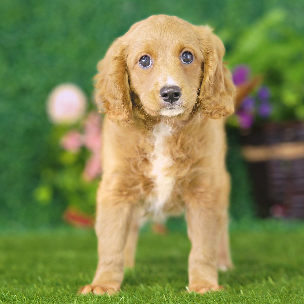 Koda puppy images