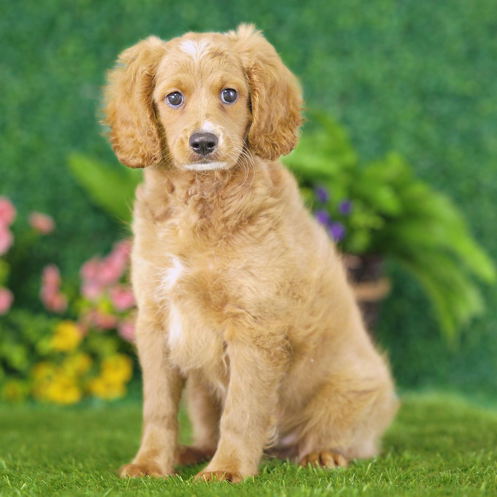 Ted puppy images