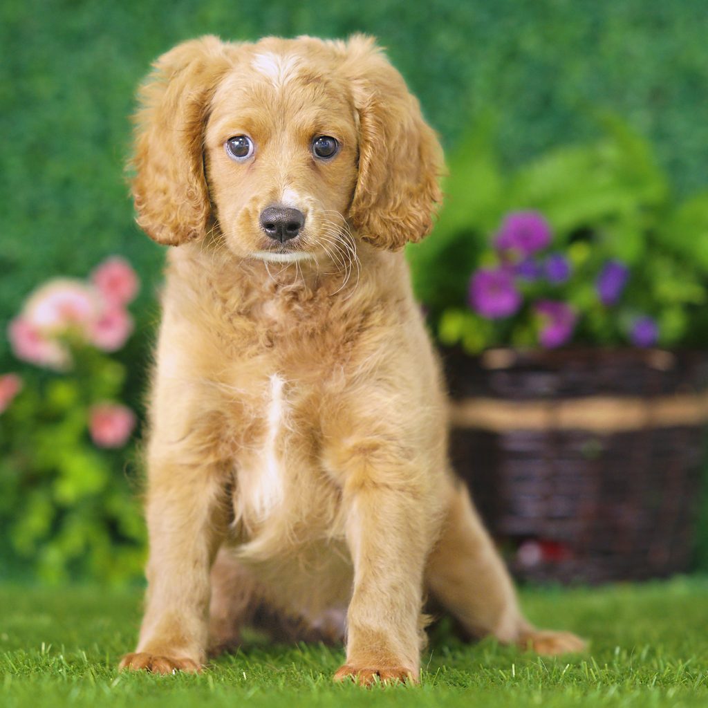 Ted puppy images