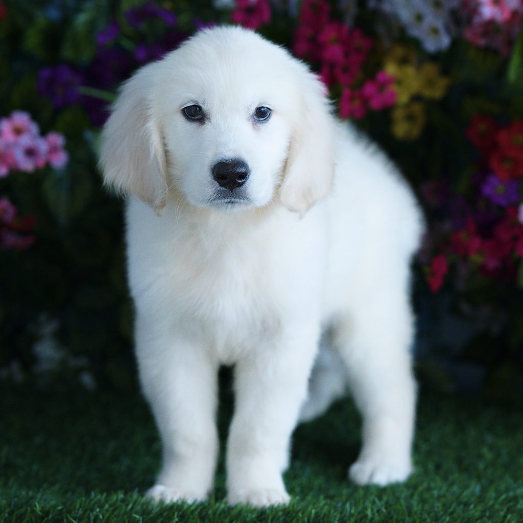 Overton puppy images