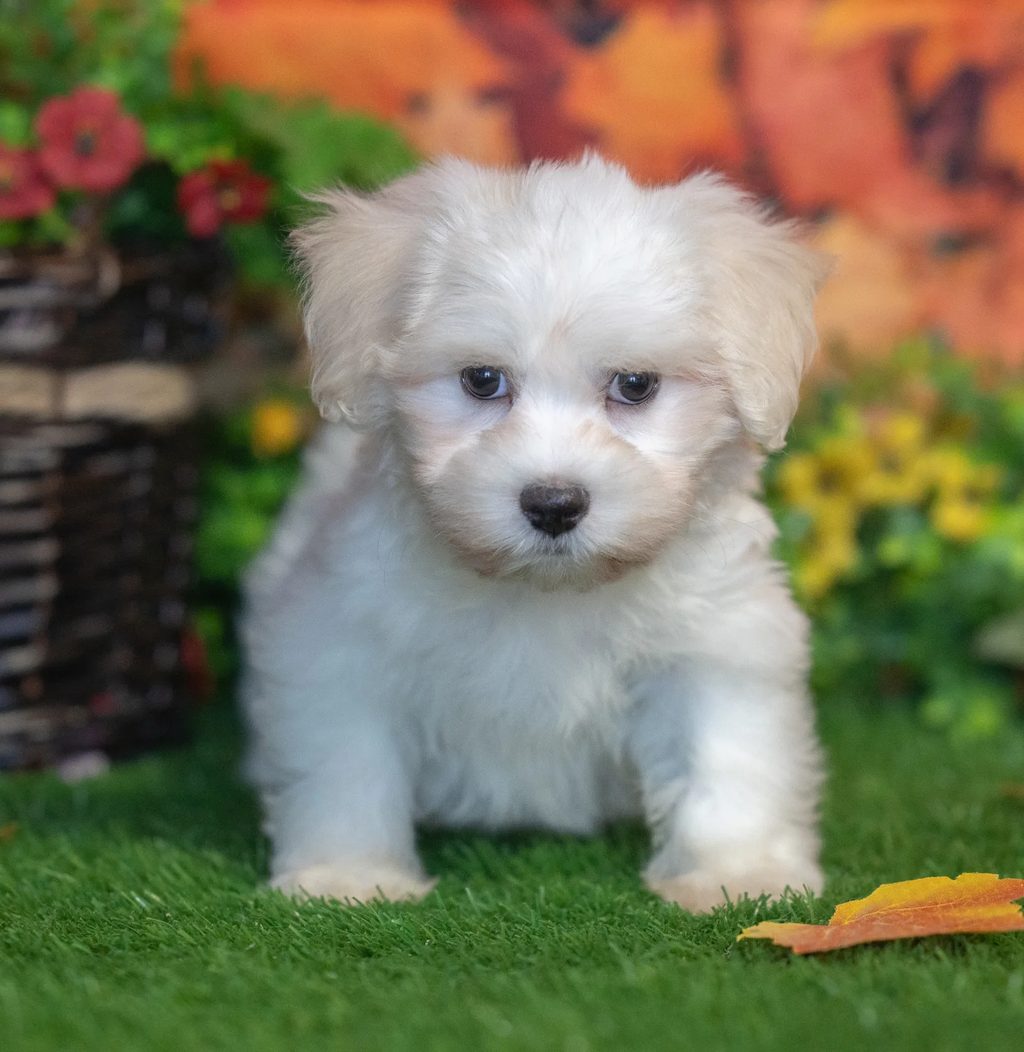 Lemuel puppy images