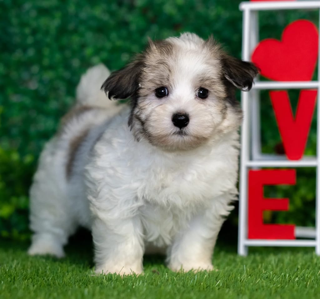 Wilbur puppy images