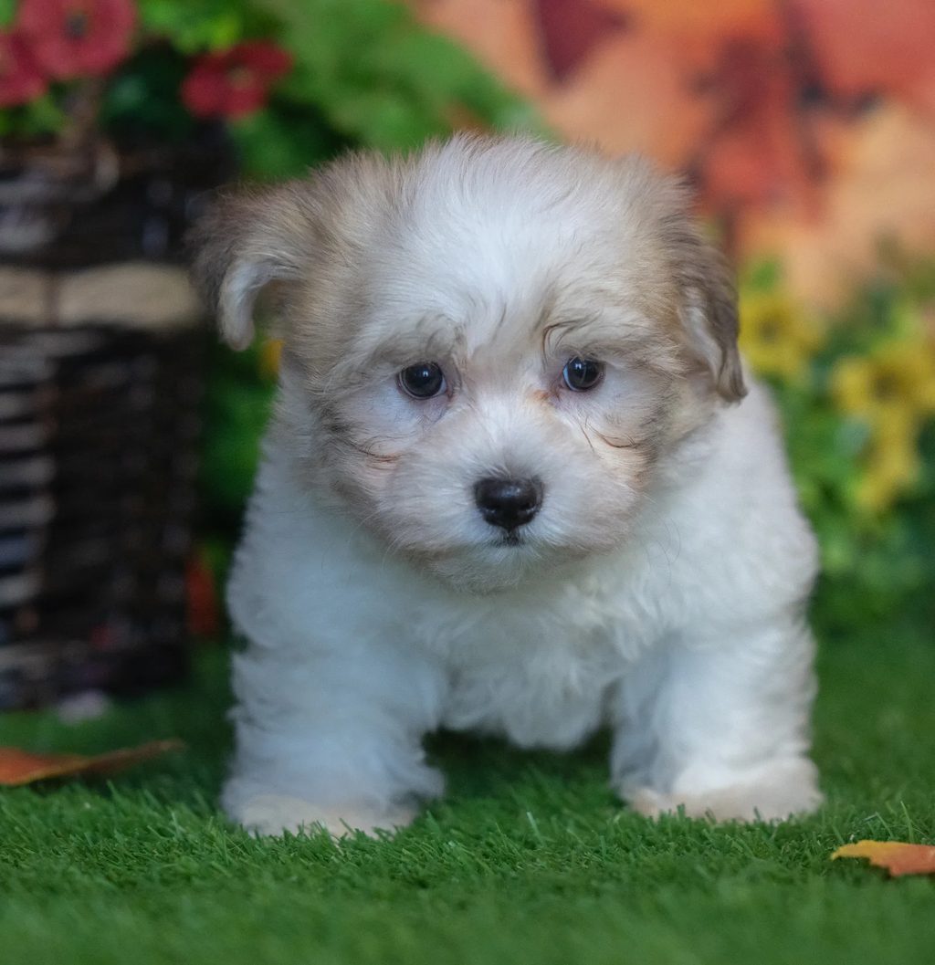 Caesar puppy images
