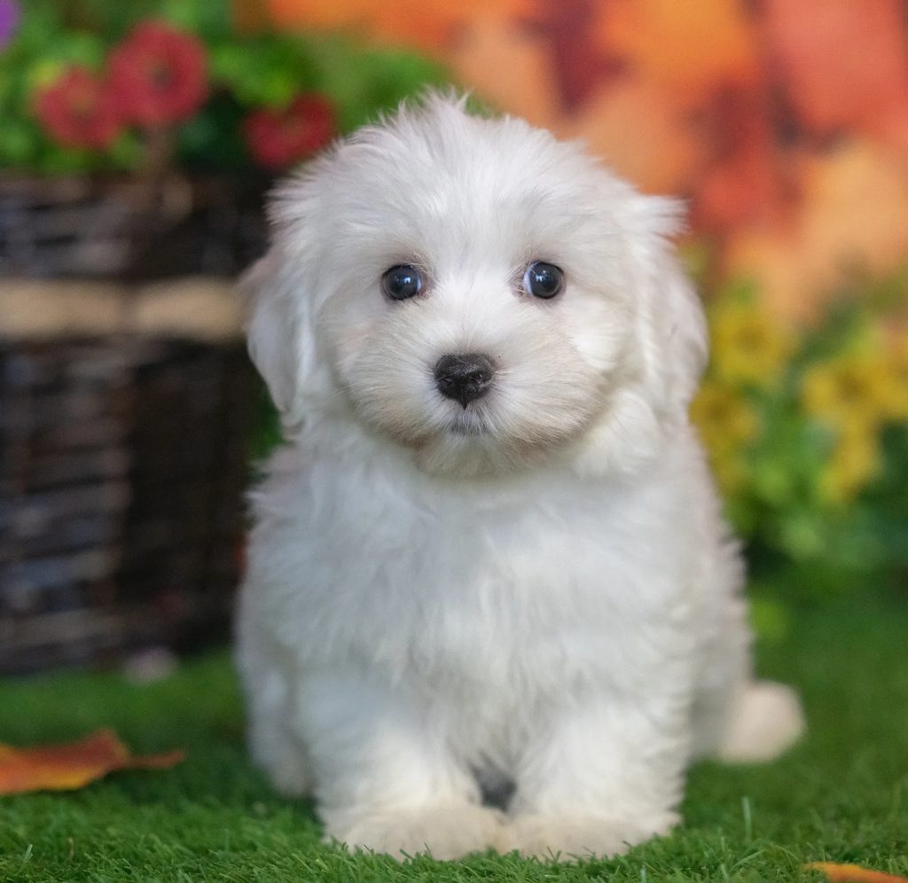 Sophia puppy images