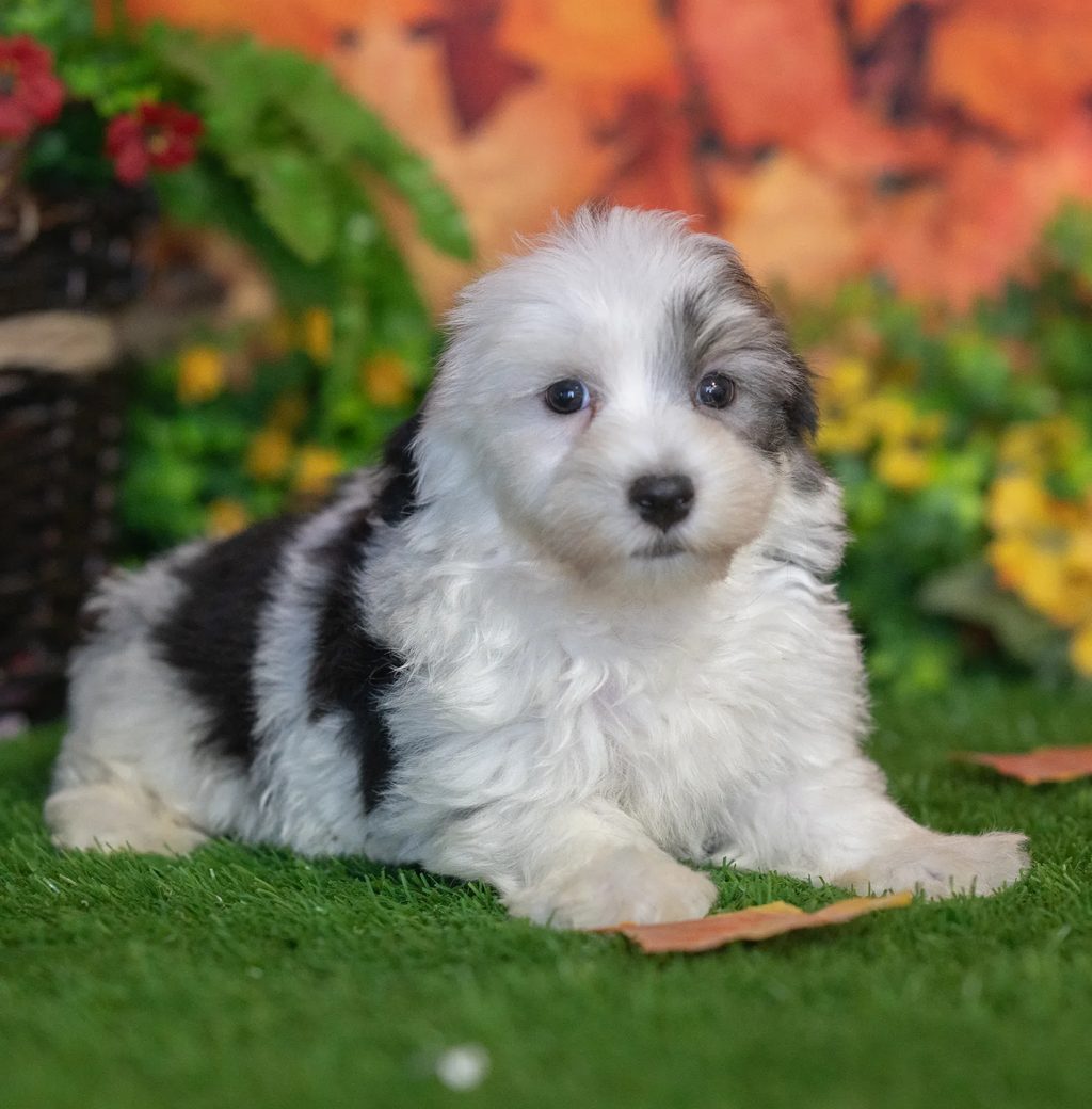 Piper puppy images
