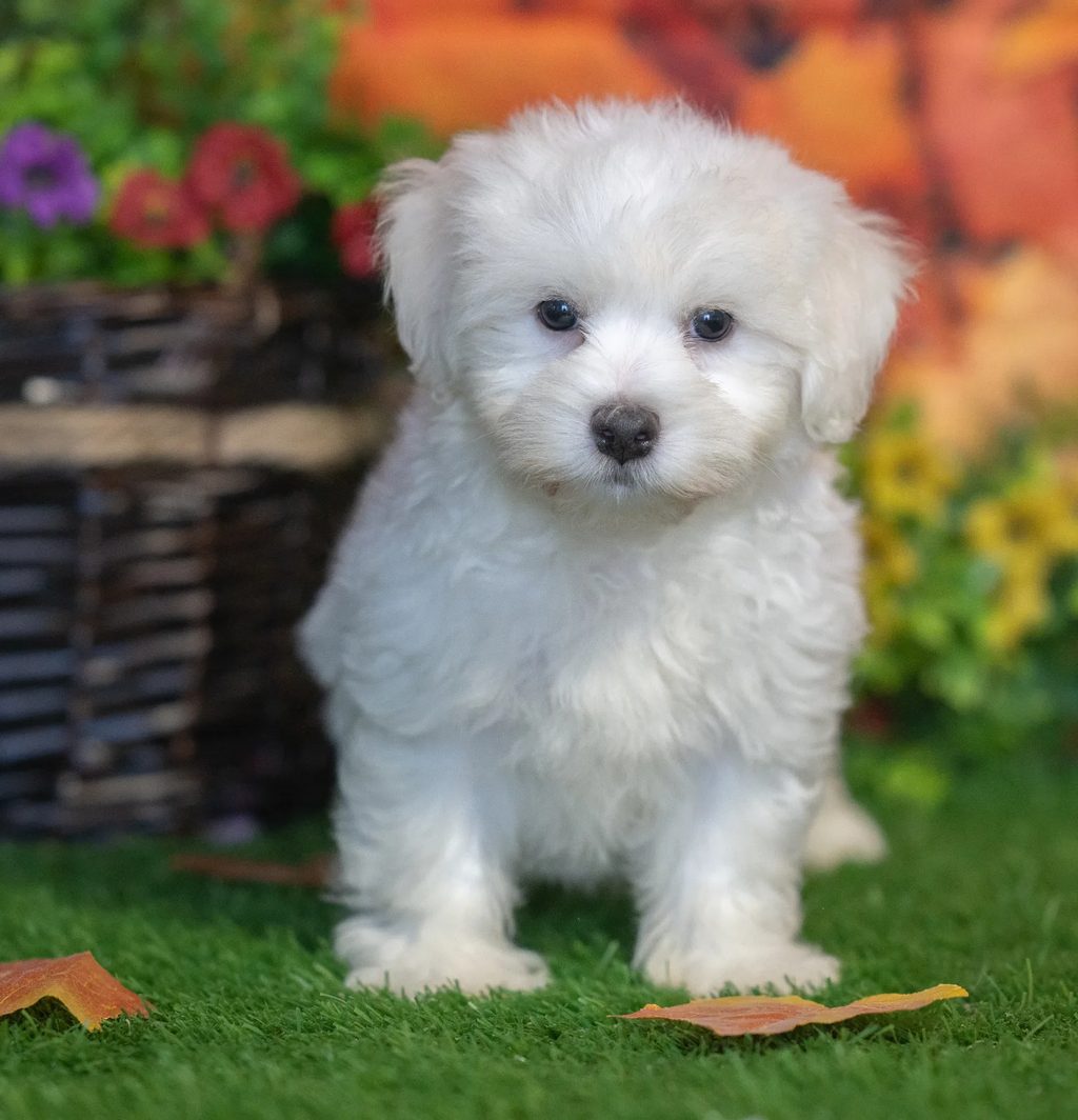 Felix puppy images