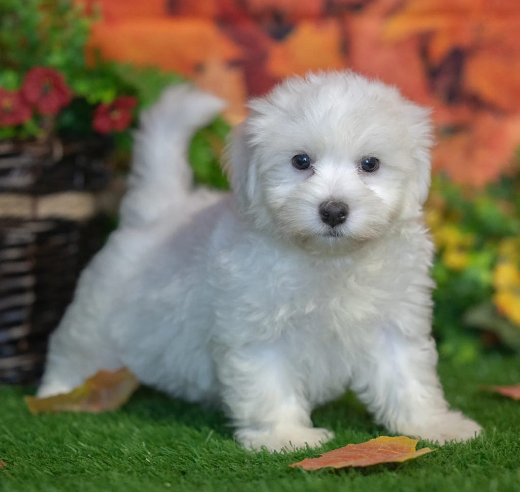Felix puppy images