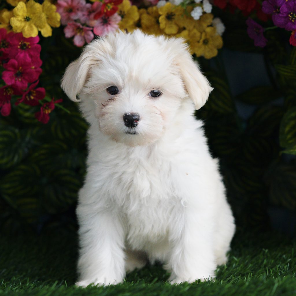 Elsa puppy images