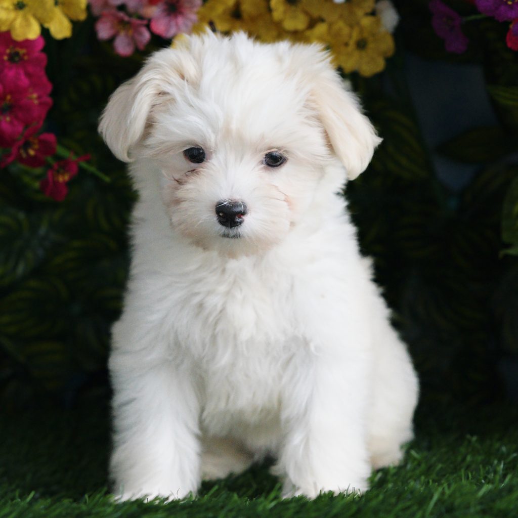 Elsa puppy images