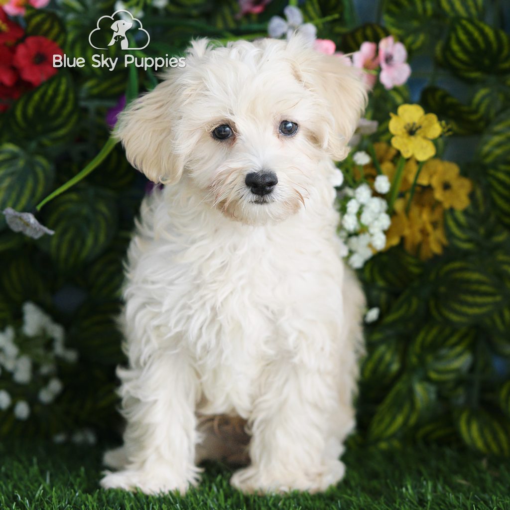 Artie puppy images