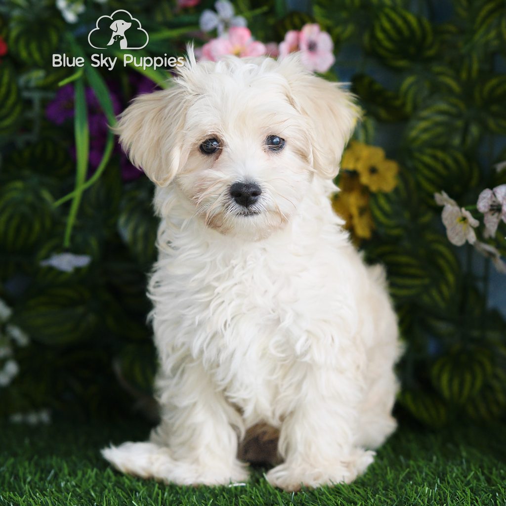 Artie puppy images