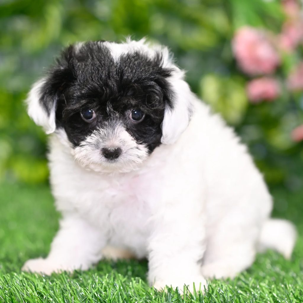 Jackie puppy images