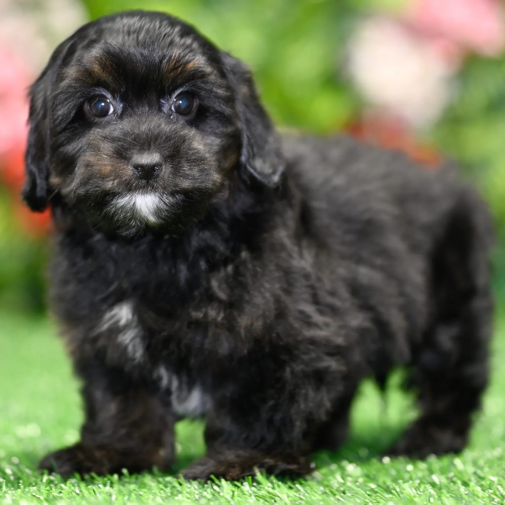 Amos puppy images