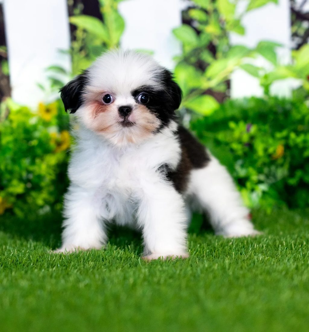 Rita puppy images